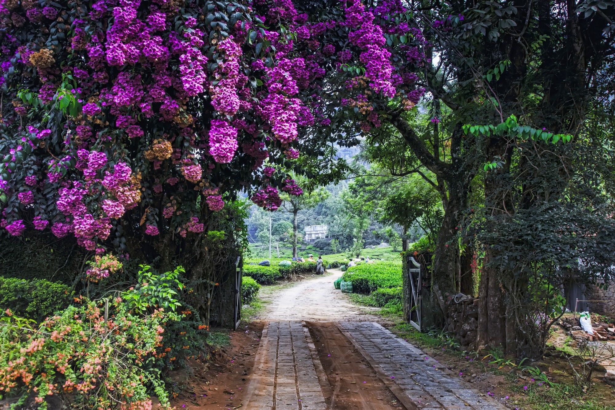 Windermere Estate Munnar Buitenkant foto